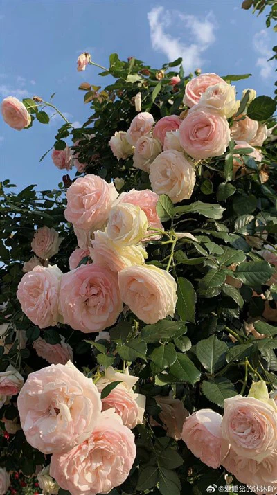 अर्धचालक ग्रेड क्वार्ट्ज डिस्क